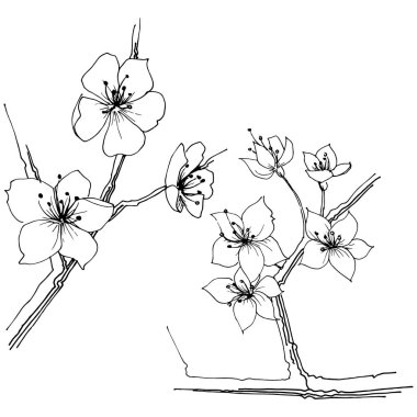 Sakura kır çiçeği izole bir vektör tarzı. Bitki tam adı: sakura. Arka plan, doku, sarıcı desen, çerçeve veya kenarlık için vektör çiçek.