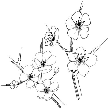 Sakura kır çiçeği izole bir vektör tarzı. Bitki tam adı: sakura. Arka plan, doku, sarıcı desen, çerçeve veya kenarlık için vektör çiçek.