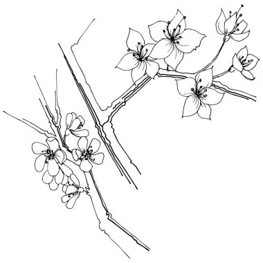 Sakura kır çiçeği izole bir vektör tarzı. Bitki tam adı: sakura. Arka plan, doku, sarıcı desen, çerçeve veya kenarlık için vektör çiçek.