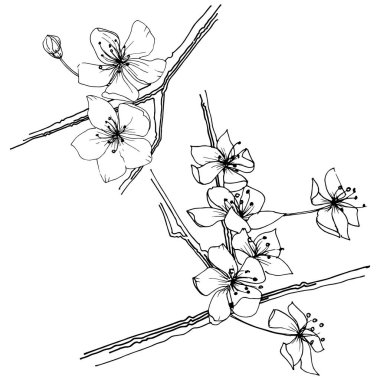 Sakura kır çiçeği izole bir vektör tarzı. Bitki tam adı: sakura. Arka plan, doku, sarıcı desen, çerçeve veya kenarlık için vektör çiçek.