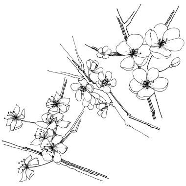 Sakura kır çiçeği izole bir vektör tarzı. Bitki tam adı: sakura. Arka plan, doku, sarıcı desen, çerçeve veya kenarlık için vektör çiçek.