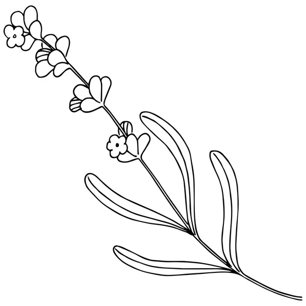 Flor Lavanda Estilo Vectorial Aislado Nombre Completo Planta Lavanda Flor — Archivo Imágenes Vectoriales