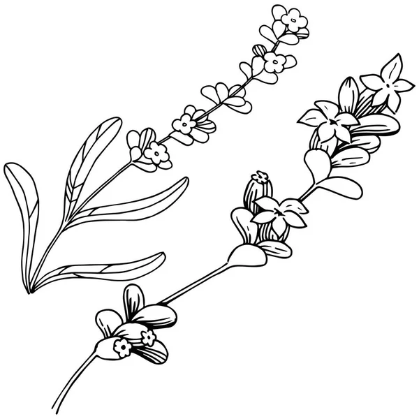 Lavanta çiçeği izole bir vektör tarzı. Bitki tam adı: lavanta. Arka plan, doku, sarıcı desen, çerçeve veya kenarlık için vektör çiçek.