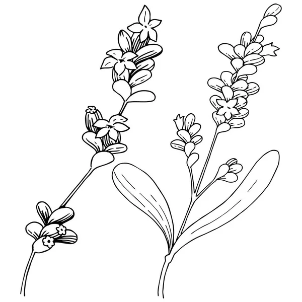 Lavanta çiçeği izole bir vektör tarzı. Bitki tam adı: lavanta. Arka plan, doku, sarıcı desen, çerçeve veya kenarlık için vektör çiçek.