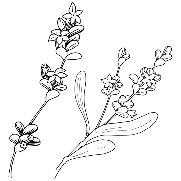 Lavanta çiçeği izole bir vektör tarzı. Bitki tam adı: lavanta. Arka plan, doku, sarıcı desen, çerçeve veya kenarlık için vektör çiçek.