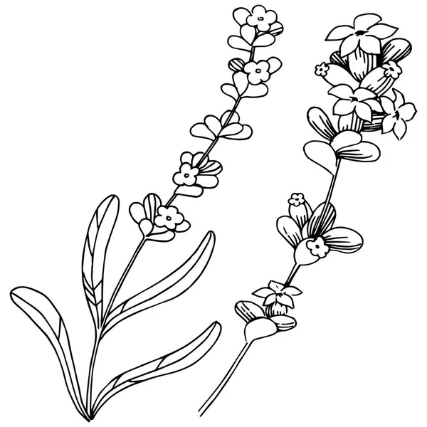 Lavanta çiçeği izole bir vektör tarzı. Bitki tam adı: lavanta. Arka plan, doku, sarıcı desen, çerçeve veya kenarlık için vektör çiçek.