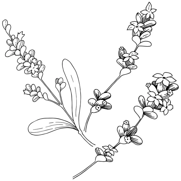 스타일에 라벤더 꽃입니다 식물의 라벤더 프레임 테두리에 — 스톡 벡터