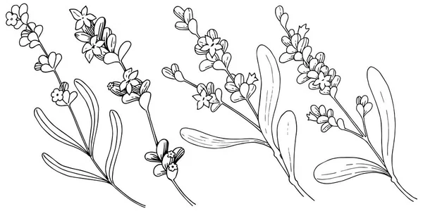 Lavanta çiçeği izole bir vektör tarzı. Bitki tam adı: lavanta. Arka plan, doku, sarıcı desen, çerçeve veya kenarlık için vektör çiçek.