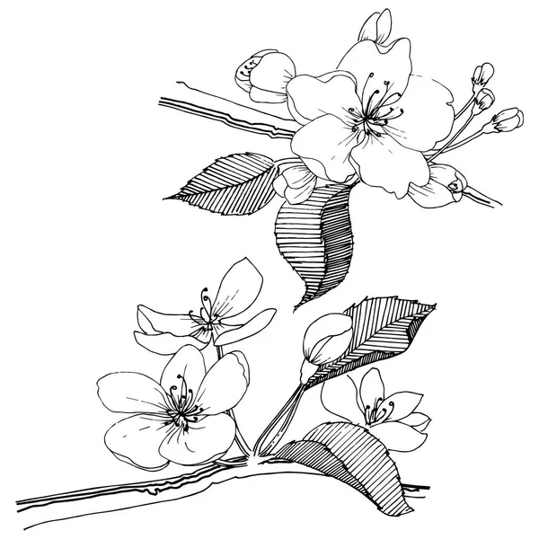 Elma ağacı izole bir vektör tarzı. Bitki tam adı: elma ağacı. Arka plan, doku, sarıcı desen, çerçeve veya kenarlık için vektör çiçek.