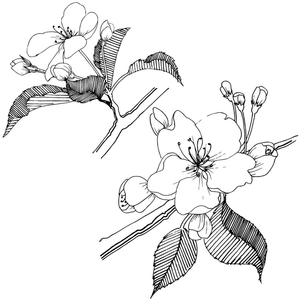 Elma ağacı izole bir vektör tarzı. Bitki tam adı: elma ağacı. Arka plan, doku, sarıcı desen, çerçeve veya kenarlık için vektör çiçek.