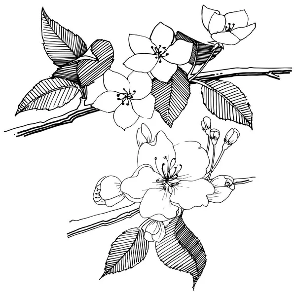 Elma ağacı izole bir vektör tarzı. Bitki tam adı: elma ağacı. Arka plan, doku, sarıcı desen, çerçeve veya kenarlık için vektör çiçek.