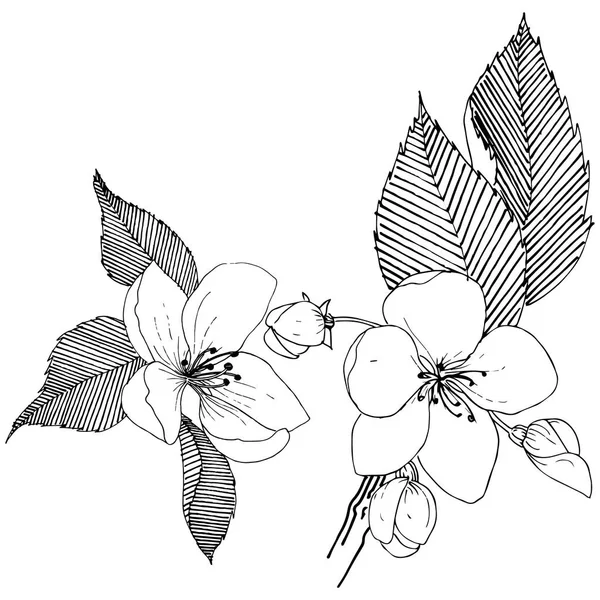 Manzano Estilo Vectorial Aislado Nombre Completo Planta Manzano Flor Vectorial — Vector de stock