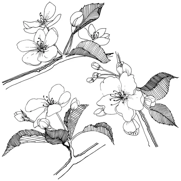 Elma ağacı izole bir vektör tarzı. Bitki tam adı: elma ağacı. Arka plan, doku, sarıcı desen, çerçeve veya kenarlık için vektör çiçek.