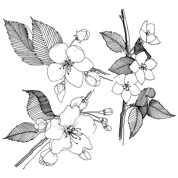 Elma ağacı izole bir vektör tarzı. Bitki tam adı: elma ağacı. Arka plan, doku, sarıcı desen, çerçeve veya kenarlık için vektör çiçek.