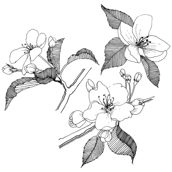 Elma ağacı izole bir vektör tarzı. Bitki tam adı: elma ağacı. Arka plan, doku, sarıcı desen, çerçeve veya kenarlık için vektör çiçek.