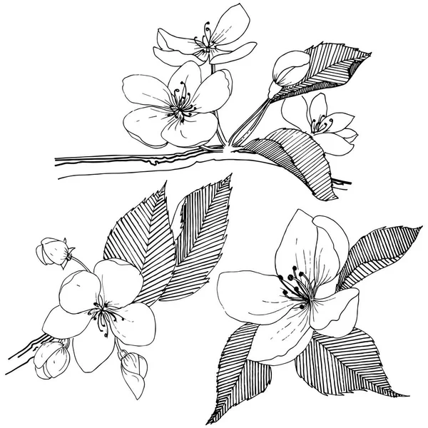 Elma ağacı izole bir vektör tarzı. Bitki tam adı: elma ağacı. Arka plan, doku, sarıcı desen, çerçeve veya kenarlık için vektör çiçek.