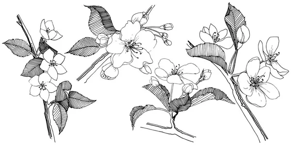Яблуня Векторному Стилі Ізольована Повна Назва Рослини Яблуня Векторна Квітка — стоковий вектор