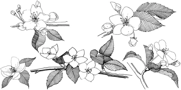 Appelboom Stijl Van Een Vector Geïsoleerd Volledige Naam Van Plant — Stockvector