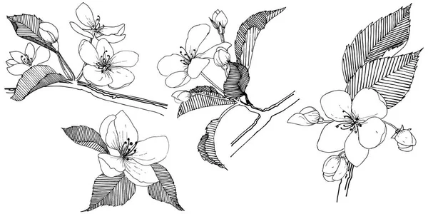 Pommier Dans Style Vectoriel Isolé Nom Complet Plante Pommier Fleur — Image vectorielle