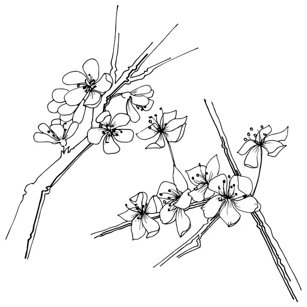 Sakura Kır Çiçeği Izole Bir Vektör Tarzı Bitki Tam Adı — Stok Vektör