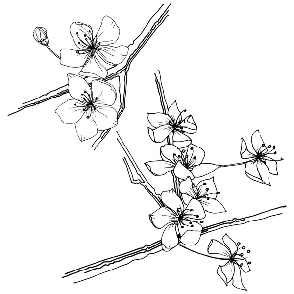 Sakura kır çiçeği izole bir vektör tarzı. Bitki tam adı: sakura. Arka plan, doku, sarıcı desen, çerçeve veya kenarlık için vektör çiçek.