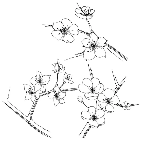 Sakura Flor Silvestre Estilo Vectorial Aislado Nombre Completo Planta Sakura — Archivo Imágenes Vectoriales