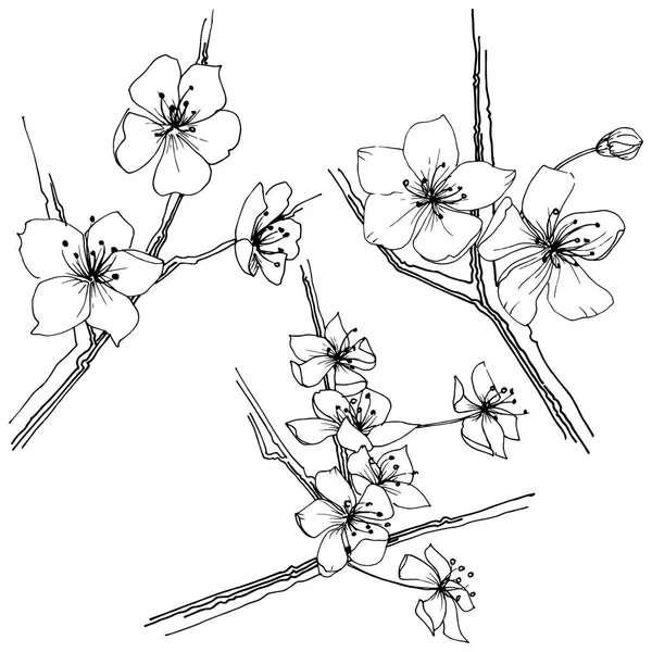 Sakura Flor Silvestre Estilo Vectorial Aislado Nombre Completo Planta Sakura — Archivo Imágenes Vectoriales