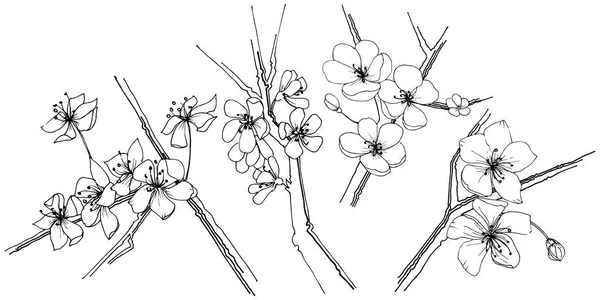 さくらワイルドフラワー分離ベクトル スタイルで 植物の完全な名前 さくら テクスチャ ラッパー パターン 枠や図面枠のベクターの花 — ストックベクタ