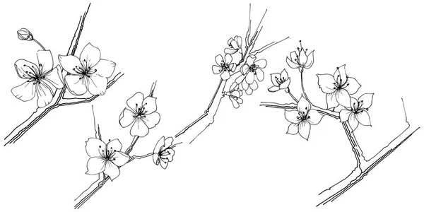 Sakura Wildflower Estilo Vetorial Isolado Nome Completo Planta Sakura Flor — Vetor de Stock