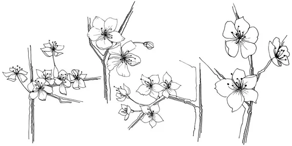 Sakura Wildblume Vektorstil Isoliert Vollständiger Name Der Pflanze Sakura Vektorblume — Stockvektor