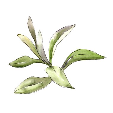 İğde izole bir suluboya tarzında bırakır. Aquarelle yaprak için arka plan, doku, sarıcı desen, çerçeve veya kenarlık.