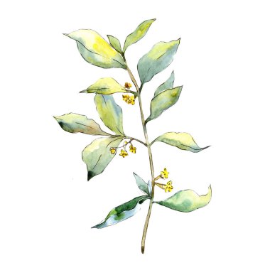 İğde izole bir suluboya tarzında bırakır. Aquarelle yaprak için arka plan, doku, sarıcı desen, çerçeve veya kenarlık.