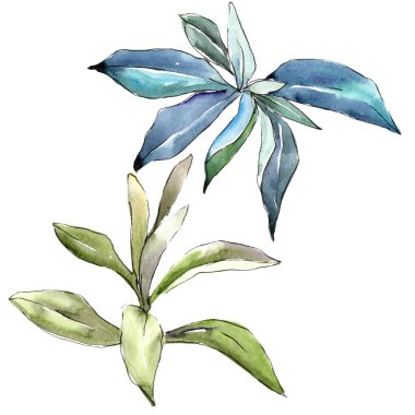 İğde izole bir suluboya tarzında bırakır. Aquarelle yaprak için arka plan, doku, sarıcı desen, çerçeve veya kenarlık.