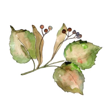 Linden izole bir suluboya tarzında bırakır. Aquarelle yaprak için arka plan, doku, sarıcı desen, çerçeve veya kenarlık.