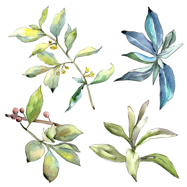 Elaeagnus Blättert Isoliert Aquarellfarbenen Stil Aquarellblatt Für Hintergrund Textur Wickelmuster — Stockfoto