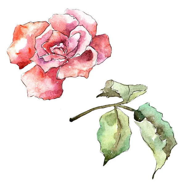 Rose Colorée Fleur Botanique Florale Feuille Sauvage Printemps Fleur Sauvage — Photo
