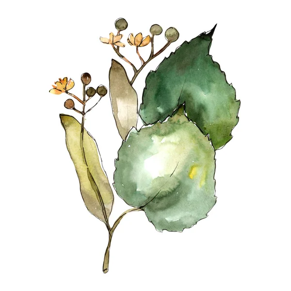 Linden izole bir suluboya tarzında bırakır. Aquarelle yaprak için arka plan, doku, sarıcı desen, çerçeve veya kenarlık.
