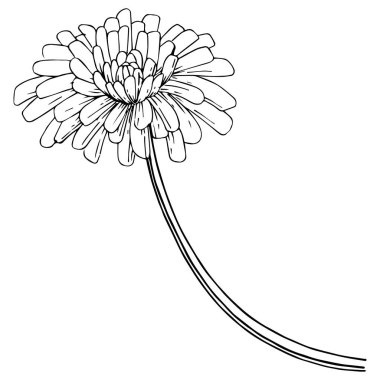 Karahindiba izole bir vektör tarzı. Bitki tam adı: karahindiba. Arka plan, doku, sarıcı desen, çerçeve veya kenarlık için vektör çiçek.