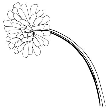 Karahindiba izole bir vektör tarzı. Bitki tam adı: karahindiba. Arka plan, doku, sarıcı desen, çerçeve veya kenarlık için vektör çiçek.