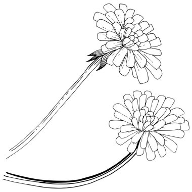 Karahindiba izole bir vektör tarzı. Bitki tam adı: karahindiba. Arka plan, doku, sarıcı desen, çerçeve veya kenarlık için vektör çiçek.