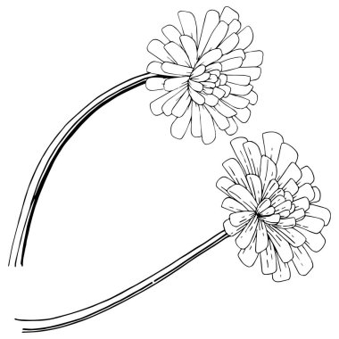 Karahindiba izole bir vektör tarzı. Bitki tam adı: karahindiba. Arka plan, doku, sarıcı desen, çerçeve veya kenarlık için vektör çiçek.