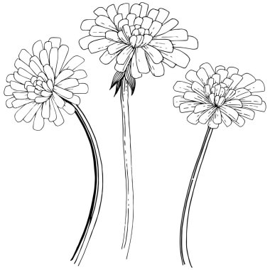 Karahindiba izole bir vektör tarzı. Bitki tam adı: karahindiba. Arka plan, doku, sarıcı desen, çerçeve veya kenarlık için vektör çiçek.