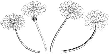 Karahindiba izole bir vektör tarzı. Bitki tam adı: karahindiba. Arka plan, doku, sarıcı desen, çerçeve veya kenarlık için vektör çiçek.