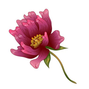 Pembe şakayık çiçeği izole bir vektör tarzı. Bitki tam adı: şakayık. Arka plan, doku, sarıcı desen, çerçeve veya kenarlık için vektör çiçek.