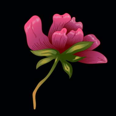 Pembe şakayık çiçeği izole bir vektör tarzı. Bitki tam adı: şakayık. Arka plan, doku, sarıcı desen, çerçeve veya kenarlık için vektör çiçek.