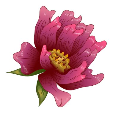 Pembe şakayık çiçeği izole bir vektör tarzı. Bitki tam adı: şakayık. Arka plan, doku, sarıcı desen, çerçeve veya kenarlık için vektör çiçek.