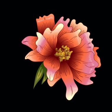 Pembe şakayık çiçeği izole bir vektör tarzı. Bitki tam adı: şakayık. Arka plan, doku, sarıcı desen, çerçeve veya kenarlık için vektör çiçek.