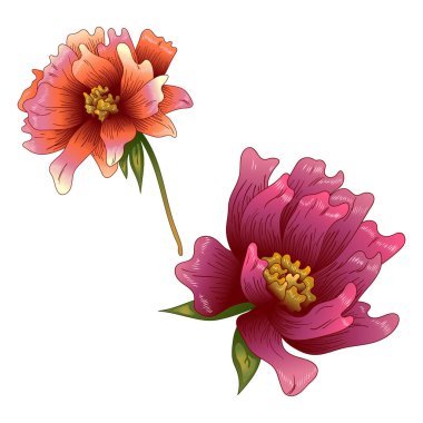 Pembe şakayık çiçeği izole bir vektör tarzı. Bitki tam adı: şakayık. Arka plan, doku, sarıcı desen, çerçeve veya kenarlık için vektör çiçek.