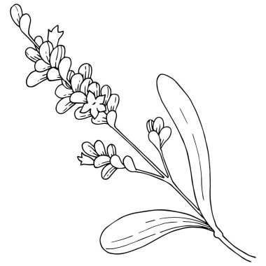 Lavanta çiçeği izole bir vektör tarzı. Bitki tam adı: lavanta. Arka plan, doku, sarıcı desen, çerçeve veya kenarlık için vektör çiçek.