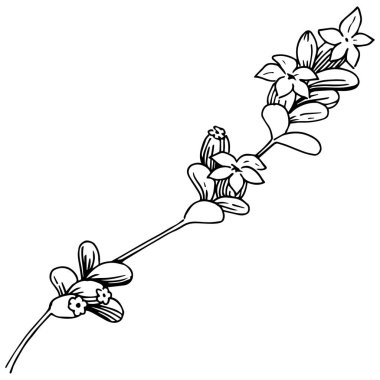 Lavanta çiçeği izole bir vektör tarzı. Bitki tam adı: lavanta. Arka plan, doku, sarıcı desen, çerçeve veya kenarlık için vektör çiçek.